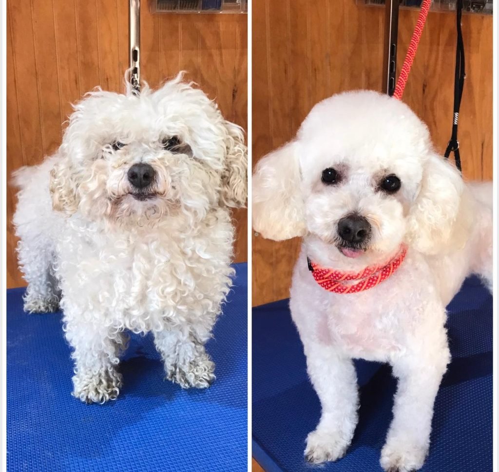 Antes y despues del corte de pelo y baño